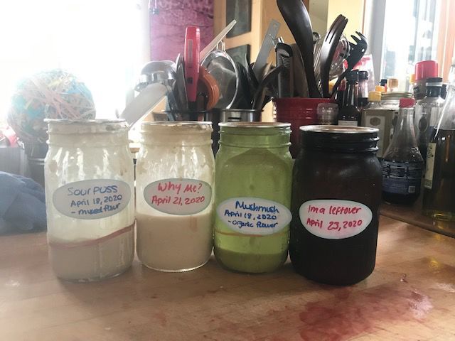 Sourdough starter